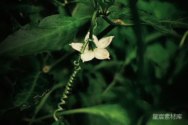 高清摄影 藤蔓上的白色花朵