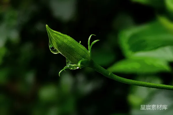 高清摄影 雨后嫩叶与露珠