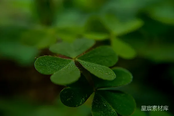 高清摄影 四叶草的宁静之美