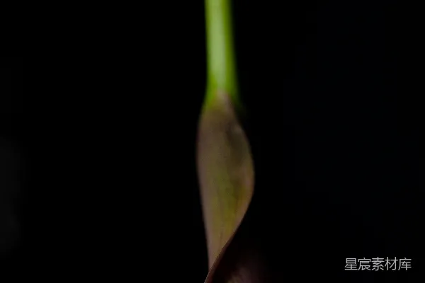 高清摄影 紫色马蹄莲的静谧之美