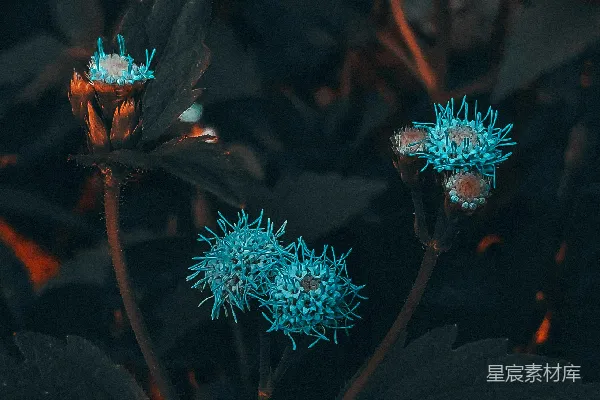 高清摄影 蓝调秋花