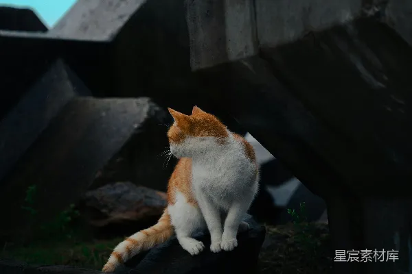 高清摄影 橙白相间的猫坐在混凝土块上