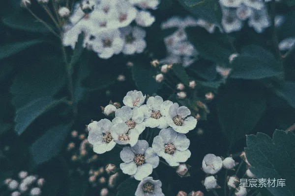 高清摄影 幽静的白花