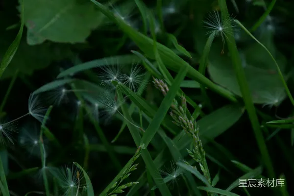 高清摄影 蒲公英的种子与绿草