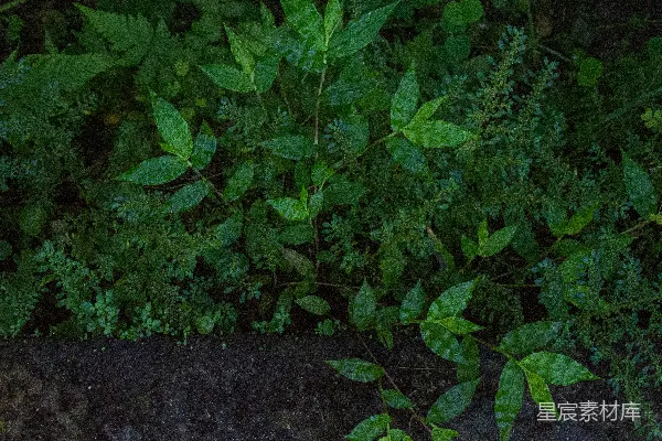 高清摄影 雨后绿植