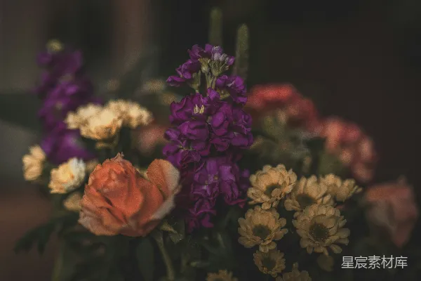 高清摄影 紫色花朵的静谧之美