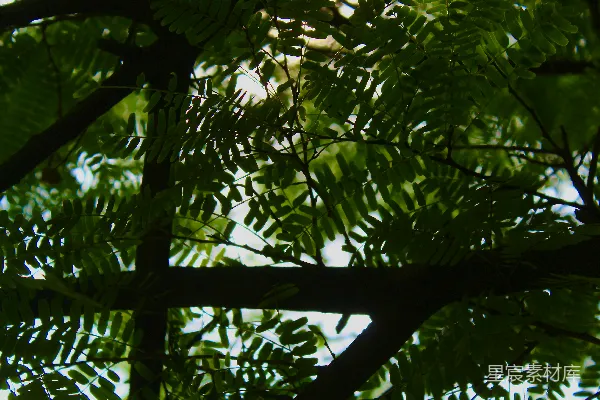 高清摄影 树梢的光影