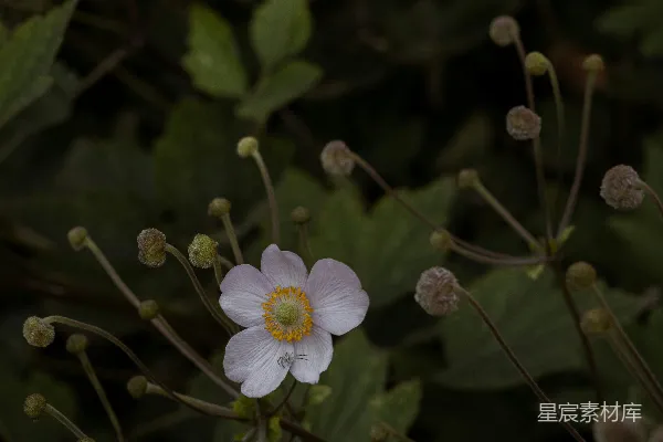 高清摄影 淡雅的野花与蜘蛛