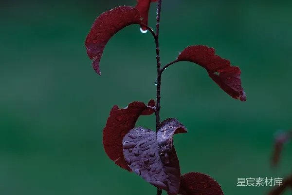 高清摄影 雨后红叶特写