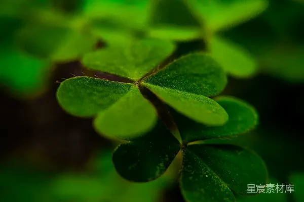 高清摄影 绿叶的自然之美