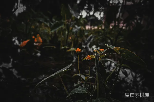 高清摄影 晨光中的小花