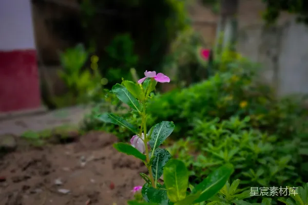 高清摄影 雨后花园中的紫色花朵