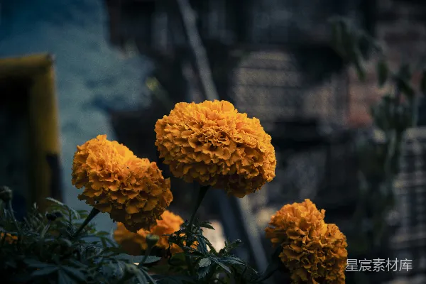 高清摄影 金黄色的花朵特写