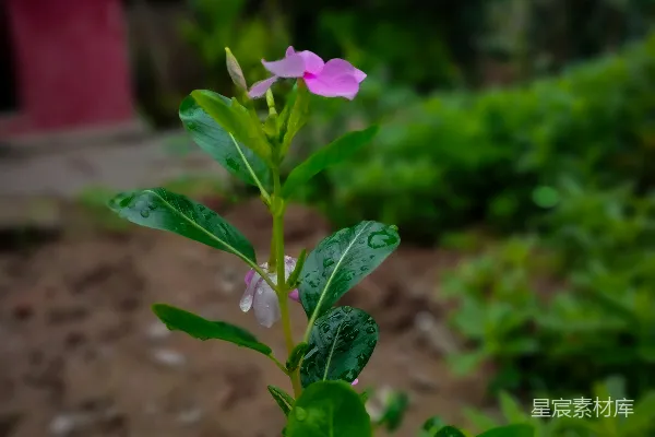 高清摄影 雨后长春花