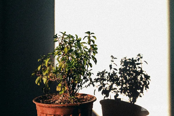 高清摄影 阳光下的室内植物