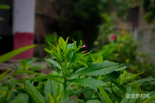 高清摄影 雨后绿植
