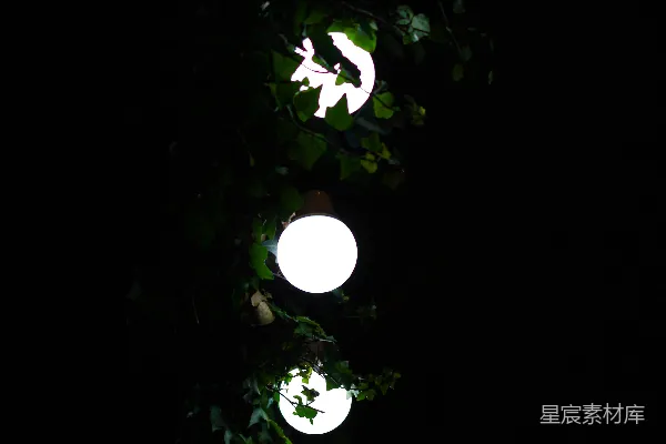 高清摄影 夜晚的灯光与树叶