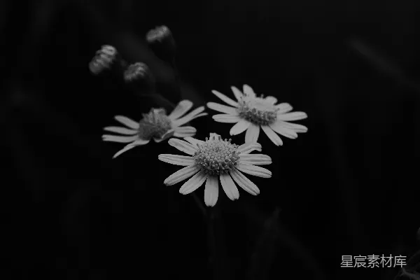 高清摄影 黑白花朵