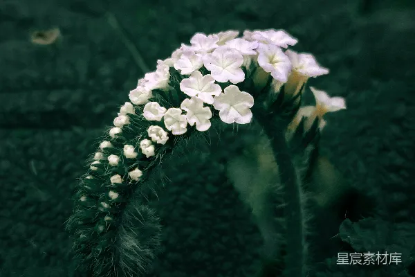 高清摄影 幽静花丛中的白色花簇
