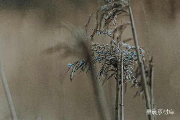 高清摄影 干枯的芦苇