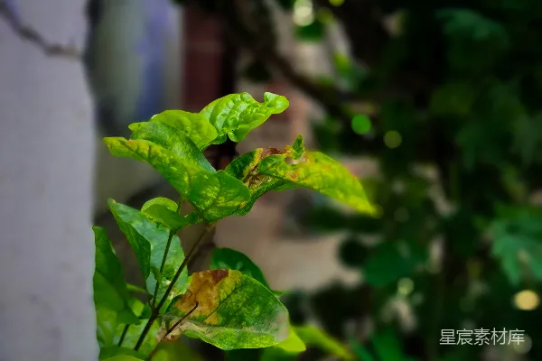 高清摄影 绿意盎然的植物细节