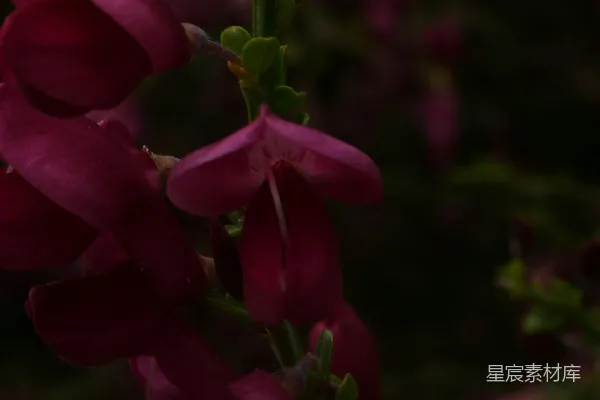 高清摄影 暗夜中的紫色花朵