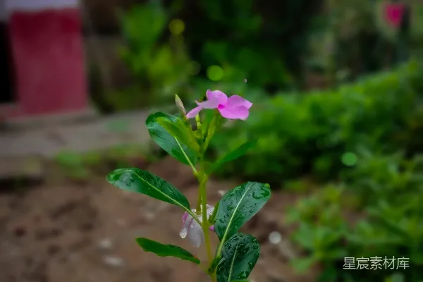 高清摄影 雨后盛开的紫色花朵