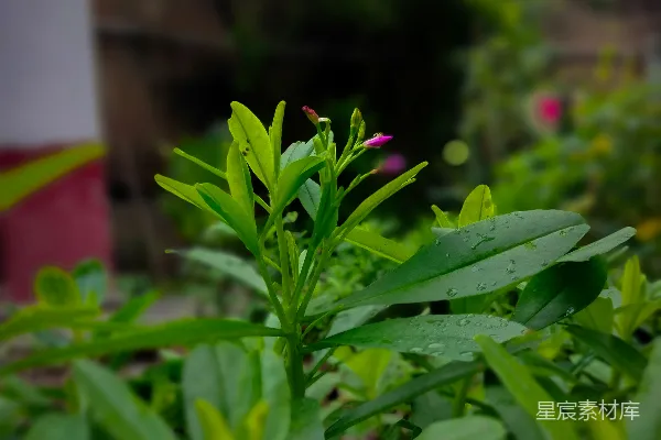高清摄影 雨后绿植