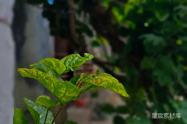 高清摄影 阳光下的绿色植物