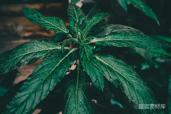 高清摄影 绿意盎然的植物特写