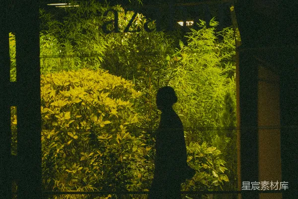 高清摄影 夜晚绿植前的剪影