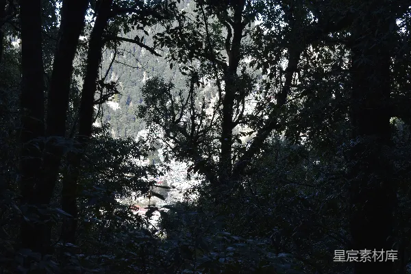 高清摄影 森林中的城市全景