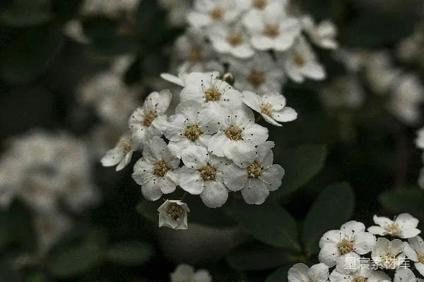 高清摄影 白色花朵的静谧之美