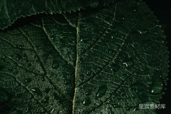 高清摄影 雨后静谧的叶子