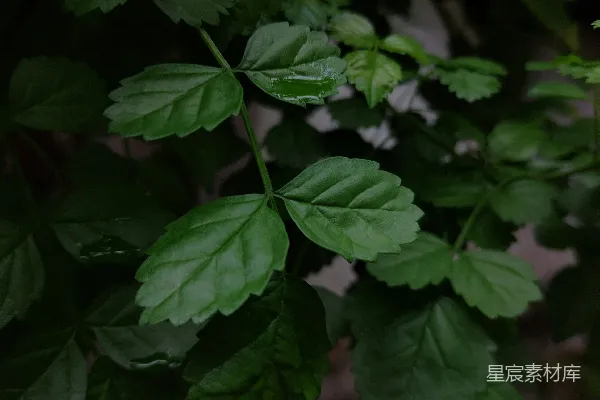 高清摄影 雨后清新绿叶