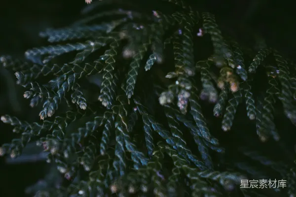 高清摄影 针叶植物的细节特写