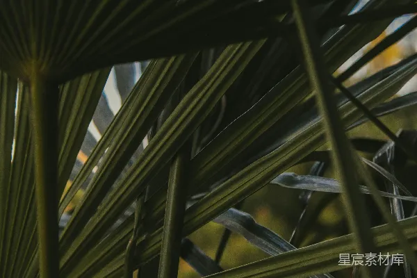 高清摄影 热带植物的纹理