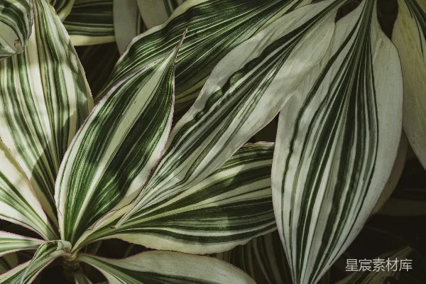 高清摄影 绿植叶片纹理特写