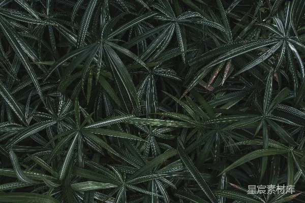 高清摄影 郁郁葱葱的棕榈叶