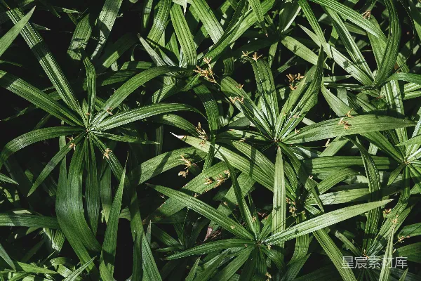 高清摄影 阳光下的绿色植物