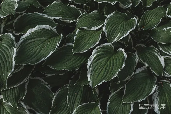 高清摄影 波浪形绿植特写