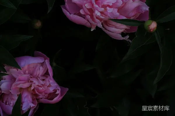 高清摄影 夕阳下的牡丹