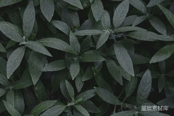 高清摄影 深绿色植物叶子