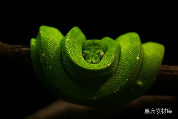 高清摄影 绿色树蟒的静谧时刻