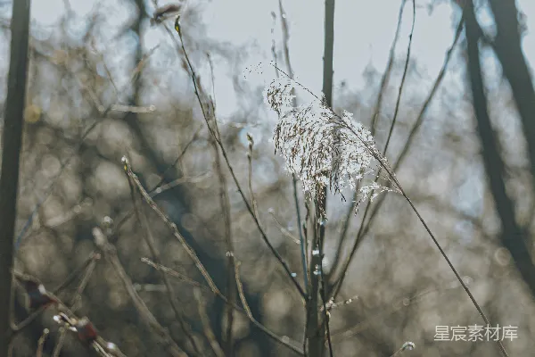 高清摄影 冬日晨曦中的霜花