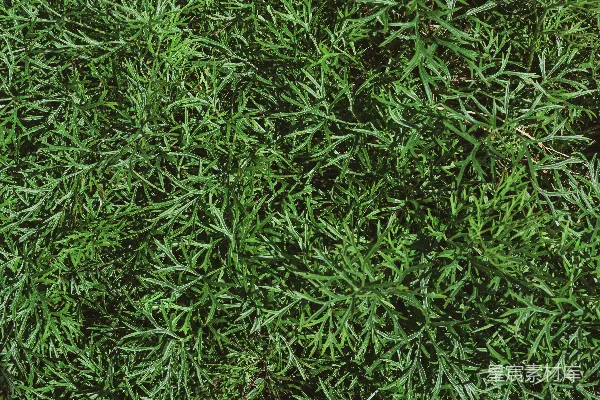 高清摄影 翠绿的植物纹理