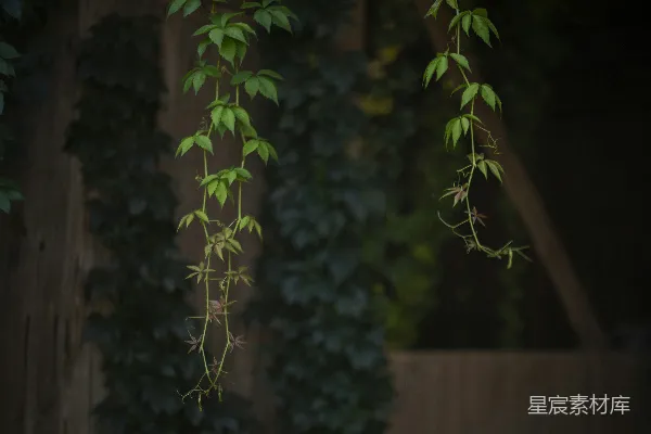 高清摄影 藤蔓的静谧时光