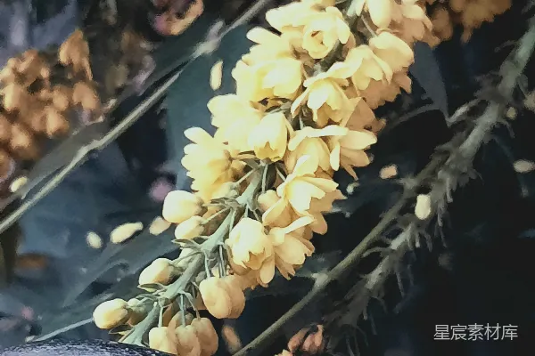 高清摄影 秋日黄昏的花枝