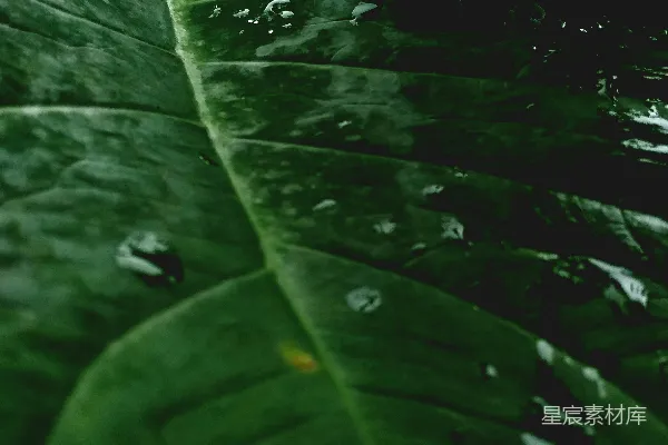 高清摄影 雨后热带植物