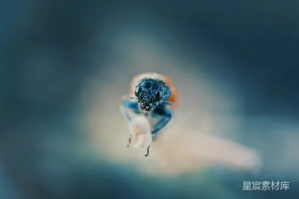 高清摄影 微距下的花间小虫
